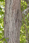 Darlington oak 